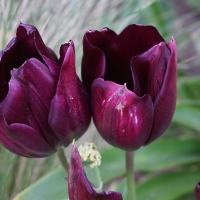 Pair of Spring Tulips