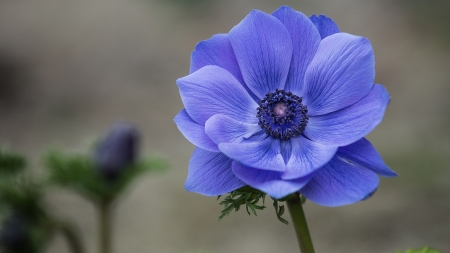 Beautiful Blue Anemone