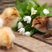 Spring Chicks