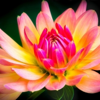 Yellow and Pink Dahlia