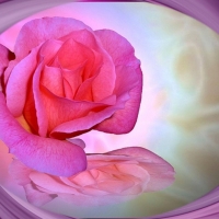 Rose Swirls