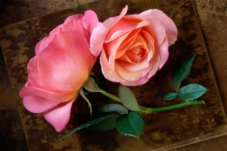 Two Pink Roses - nature, two, roses, pink, flowers, book