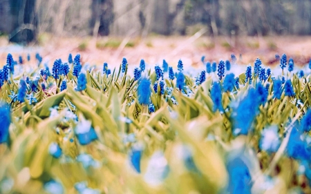 Pretty Blue Flowers - nature, pretty, blue, flowers, spring