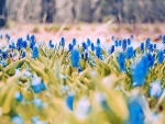 Pretty Blue Flowers