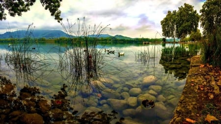 ducks on the water - ducks, lake, cool, fun, nature