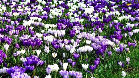 Sea of Spring - nature, carpet, floral, meadow, flowers, grass, sea, spring