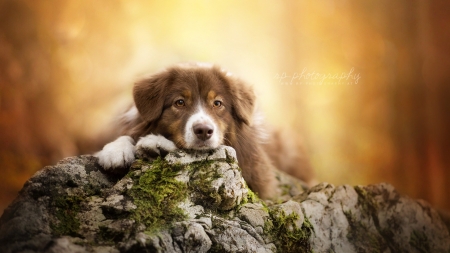 Cute Puppy - pretty, animal, look, dog, puppy, rocks