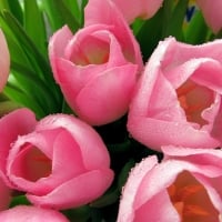 Drops on Pink Tulips