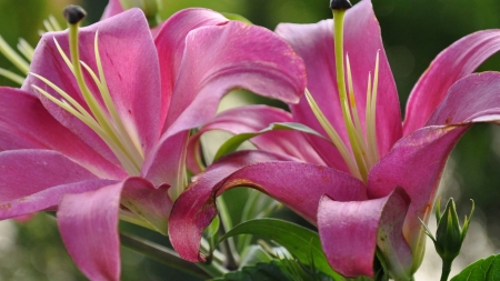 Pink Lilies - flowers, lilies, nature, macro, petals, pink