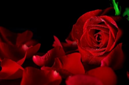 Red rose - pretty, beautiful, fragrance, drops, wet, lovely, flower, petals, leaves, scent, red, rose