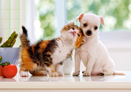 Sweet Kitten and Puppy - puppy, cat, animal, sweet, kitten