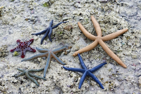 Starfish on Ocean Bottom - starfish, nature, oceans, sea