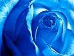 Gorgeous Blue Rose