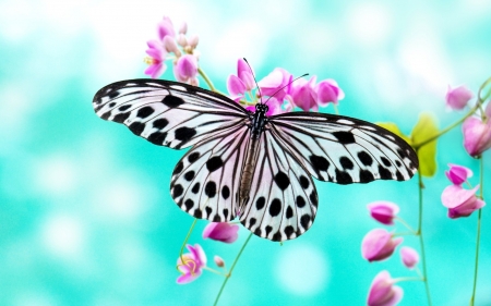 Lovely Butterfly - insect, butterfly, flowers, spring