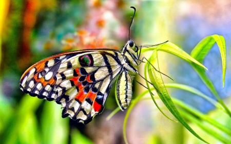 Butterly - insect, butterfly, vine, grass