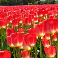 Carpet of Red Tulips