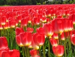 Carpet of Red Tulips