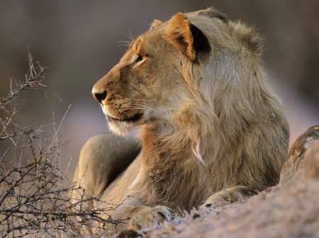 Lion - predator, resting, africa, cat