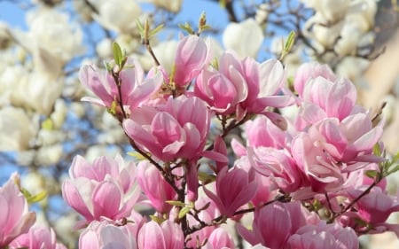 Magnolias - white, pink, branch, tree, magnolia, flower, spring