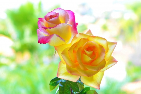 â™¥ Roses â™¥ - leaves, flowers, yellow, roses