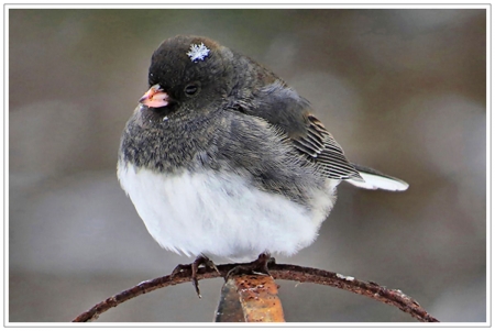 Dark-eyed Junco