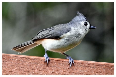 Tufted Titmouse F - bird, Tufted Titmouse, avian, beautiful, photography, sonbird, photo, wide screen, animal, wildlife