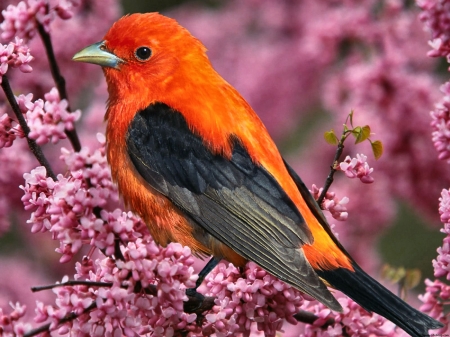 Scarlet Tanager FC - bird, avian, beautiful, photography, photo, wide screen, songbird, animal, Scarlet Tanager, wildlife