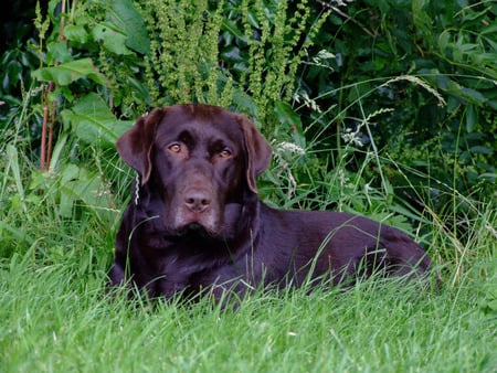 chocolate Lab.