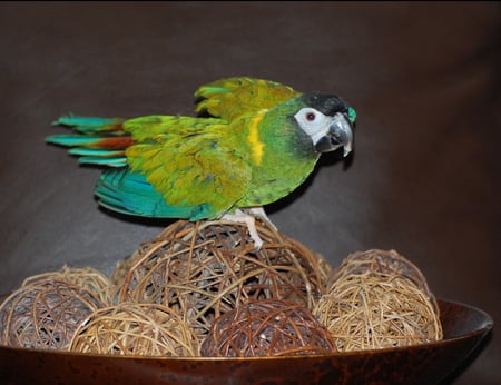 My Name is Emilie Ann - bird, colorful, pet, macaw, feathers, parrot, yellow collar