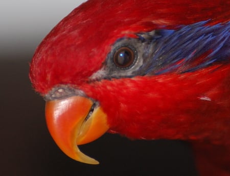 So do you like my pretty mask? - lori, red, lory, blue streak lorikeet, bird