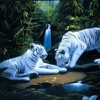 White20Tigers