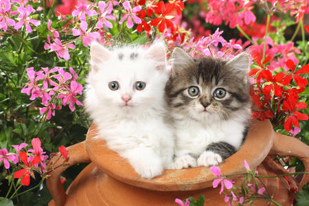 Two Cute Kittens - flowers, surprised, cats, white and black, animals, jar