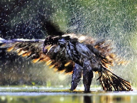 SHAKE YOUR BODY - wings, eagle, bathing, cleaning, shake