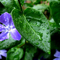 Green life