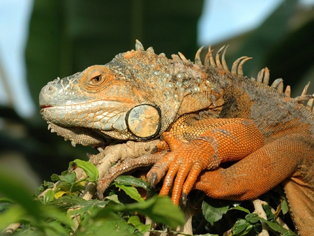 COMMON IGUANA - common, reptile, iguana