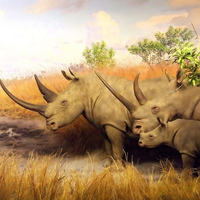 RHINO FAMILY