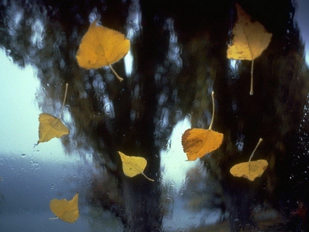 AUTUMN FALL - leaves, autumn, dark, falling