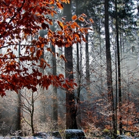 mist in a bavarian winter forest