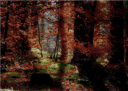 A Bavarian forest in February - february, forest, bavarian