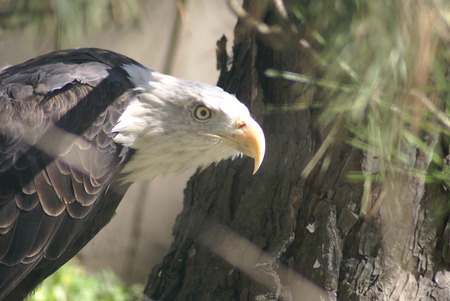 Serious Guardian Eagle - eagles, animals, wild life, other