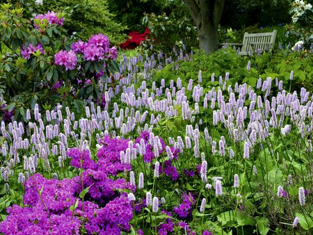 Purple Garden - purple, lupines, astors, bench, garden