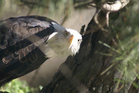 Stare Down - eagles, animals, wild life, other