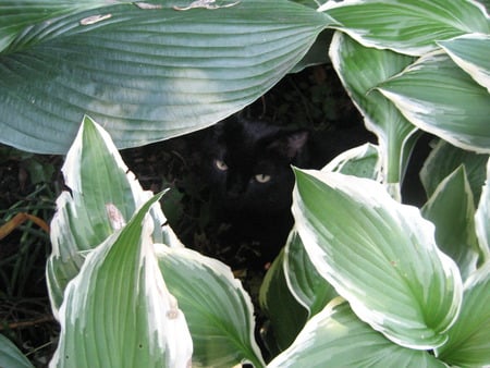 Mr. Molly Cooling Off - black cat, hiding in bushes