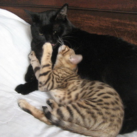 Black Cat and Bengal