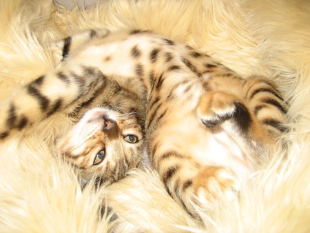 Double Jointed Bengal - stretching, bengal cat