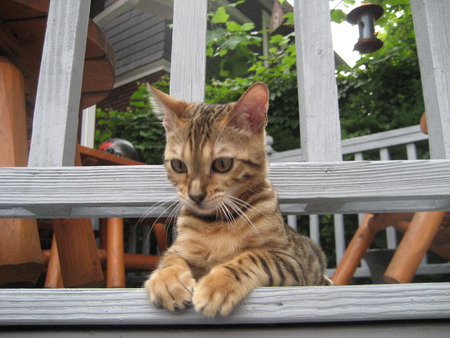 Bengal Cat - deck, bengal cat