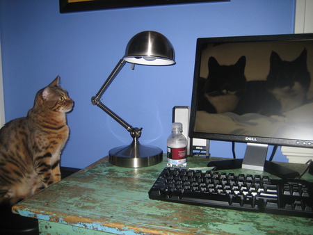 Bengal watching other cats - watching computer, bengal cat