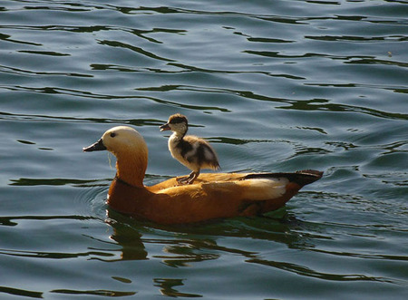 Catching A Ride - water, duck, duckling, riding on back