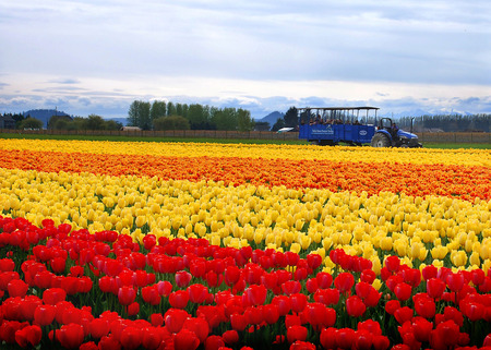 Tulips - tulip, flower, nature