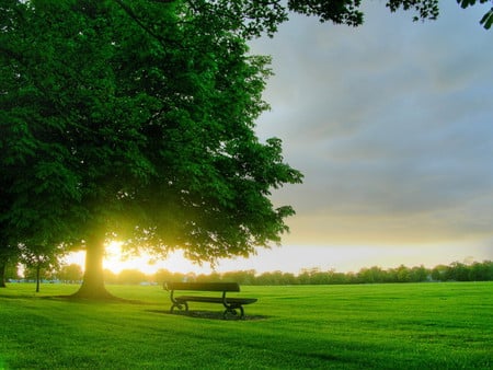 Morning in Park - sunlight, sunrise, morning, tree, nature, green, bench, field, sky